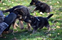 2012-10-08chiotschien007.jpg