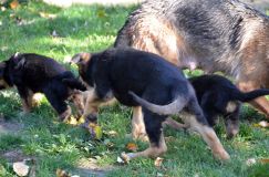 2012-10-08chiotschien008.jpg