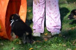 2012-10-08chiotschien010.jpg