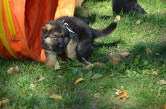 2012-10-08chiotschien011.jpg