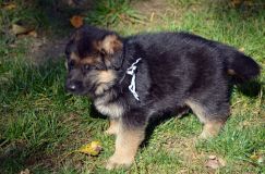 2012-10-08chiotschien013.jpg