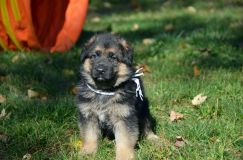 2012-10-08chiotschien014.jpg