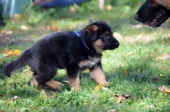 2012-10-08chiotschien015.jpg