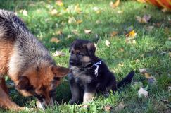 2012-10-08chiotschien016.jpg