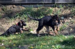 2012-10-08chiotschien017.jpg