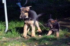 2012-10-08chiotschien018.jpg