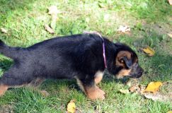 2012-10-08chiotschien019.jpg