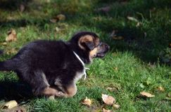 2012-10-08chiotschien020.jpg