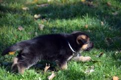 2012-10-08chiotschien021.jpg