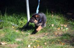 2012-10-08chiotschien023.jpg