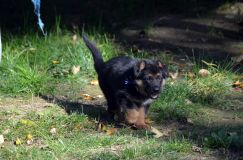 2012-10-08chiotschien024.jpg