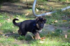 2012-10-08chiotschien025.jpg