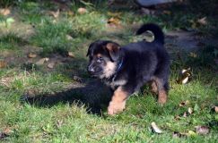 2012-10-08chiotschien026.jpg