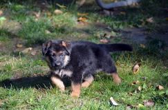 2012-10-08chiotschien027.jpg