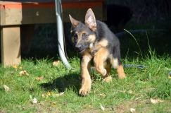 2012-10-08chiotschien033.jpg