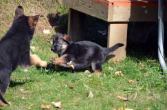 2012-10-08chiotschien035.jpg