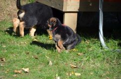 2012-10-08chiotschien036.jpg