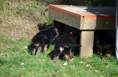 2012-10-08chiotschien037.jpg