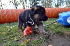 2012-10-08chiotschien038.jpg