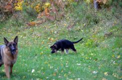 2012-10-08chiotschien041.jpg