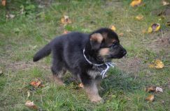 2012-10-08chiotschien042.jpg