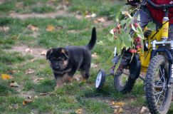 2012-10-08chiotschien043.jpg