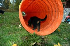 2012-10-08chiotschien045.jpg
