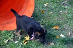 2012-10-08chiotschien046.jpg