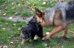 2012-10-08chiotschien047.jpg