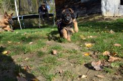 2012-10-08chiotschien050.jpg