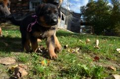 2012-10-08chiotschien051.jpg