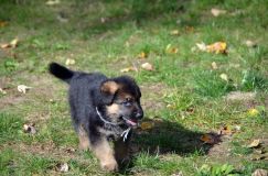 2012-10-08chiotschien054.jpg