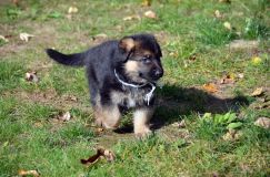 2012-10-08chiotschien055.jpg