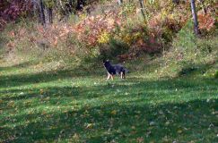 2012-10-08chiotschien056.jpg