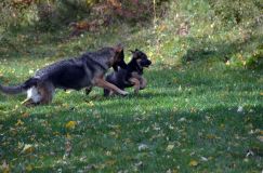 2012-10-08chiotschien057.jpg