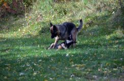 2012-10-08chiotschien058.jpg