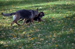 2012-10-08chiotschien059.jpg