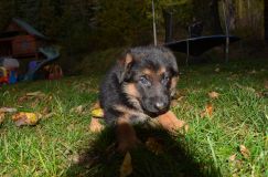 2012-10-08chiotschien061.jpg