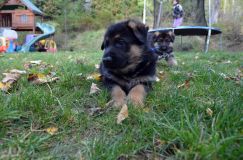 2012-10-08chiotschien062.jpg