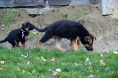 2012-10-08chiotschien063.jpg