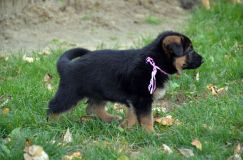 2012-10-08chiotschien065.jpg