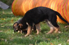 2012-10-08chiotschien067.jpg