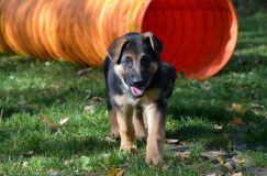 2012-10-08chiotschien068.jpg