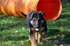 2012-10-08chiotschien069.jpg