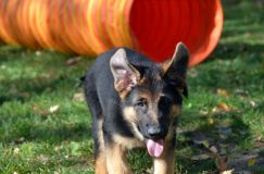 2012-10-08chiotschien070.jpg