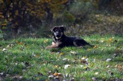 2012-10-08chiotschien076.jpg