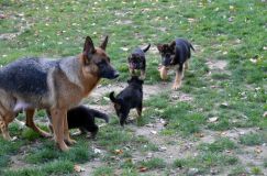 2012-10-08chiotschien078.jpg