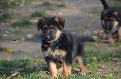 2012-10-12chiotsholi008.jpg