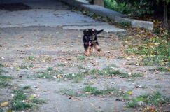 2012-10-12chiotsholi009.jpg