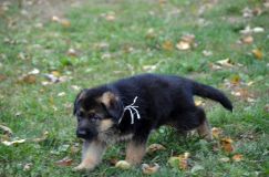 2012-10-12chiotsholi021.jpg